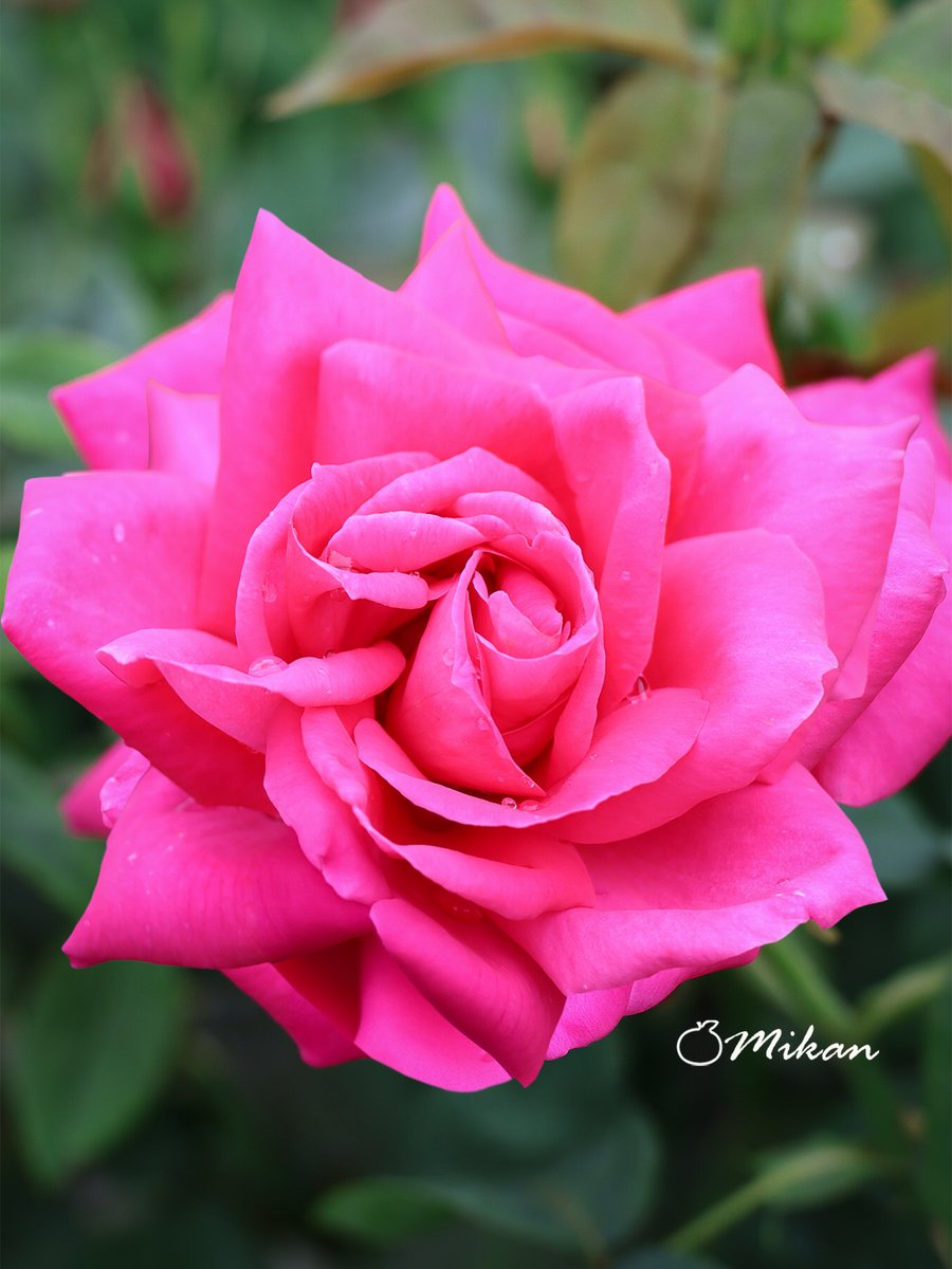 お疲れ様です🥰

湿度が高くてムシムシします🥵

今夜も穏やかにお過ごしください🥤🍧

 本垢 🍊夏みかん🎀 @n1t2m322