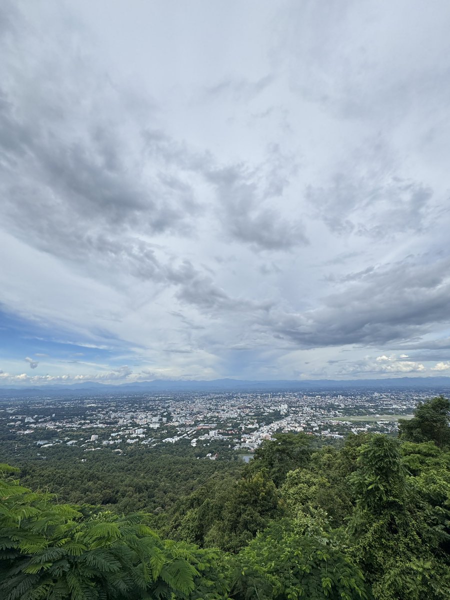 ต้นหลิวเด็กจิ๋ว tweet media