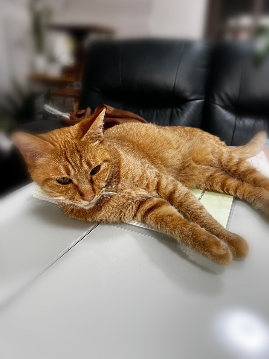 8/7  1ヶ月振りに退院しました！
人口肛門になりましたがまだまだ楽しみたいので前向きにやりまーす！
チャー子に会えて良かった🐱