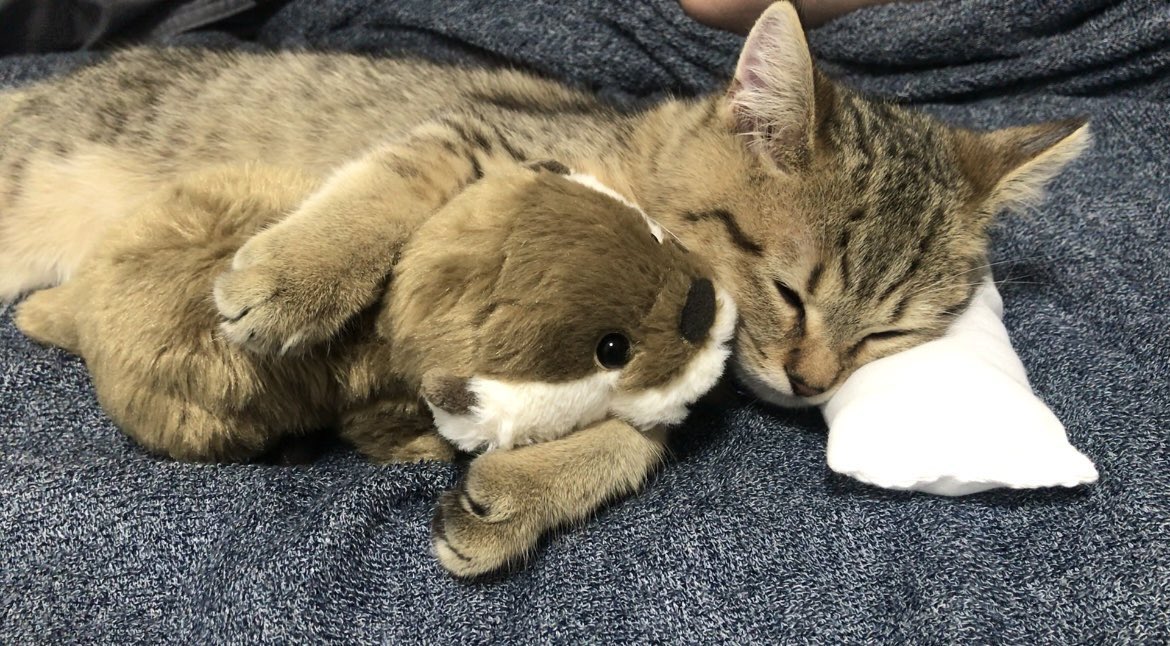 すいません、幸せそうに居眠りしている猫の画像下さい。