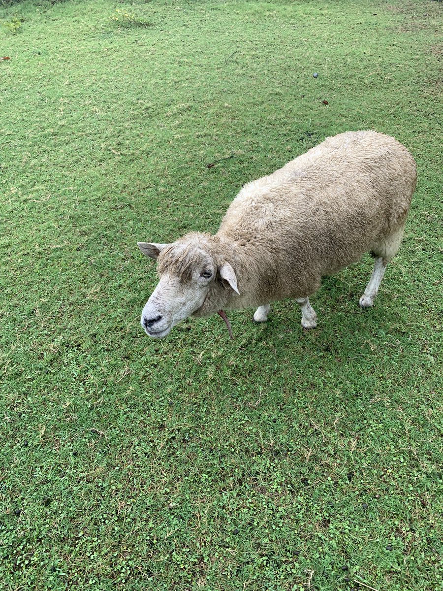 大雨の中、🐏に餌やりしてきました。
やっぱり🐑は癒されるなぁ
どの子も白い毛がちょっと汚れ気味だったけど笑
👇ぱっつん前髪あるみたいでかわいい😍