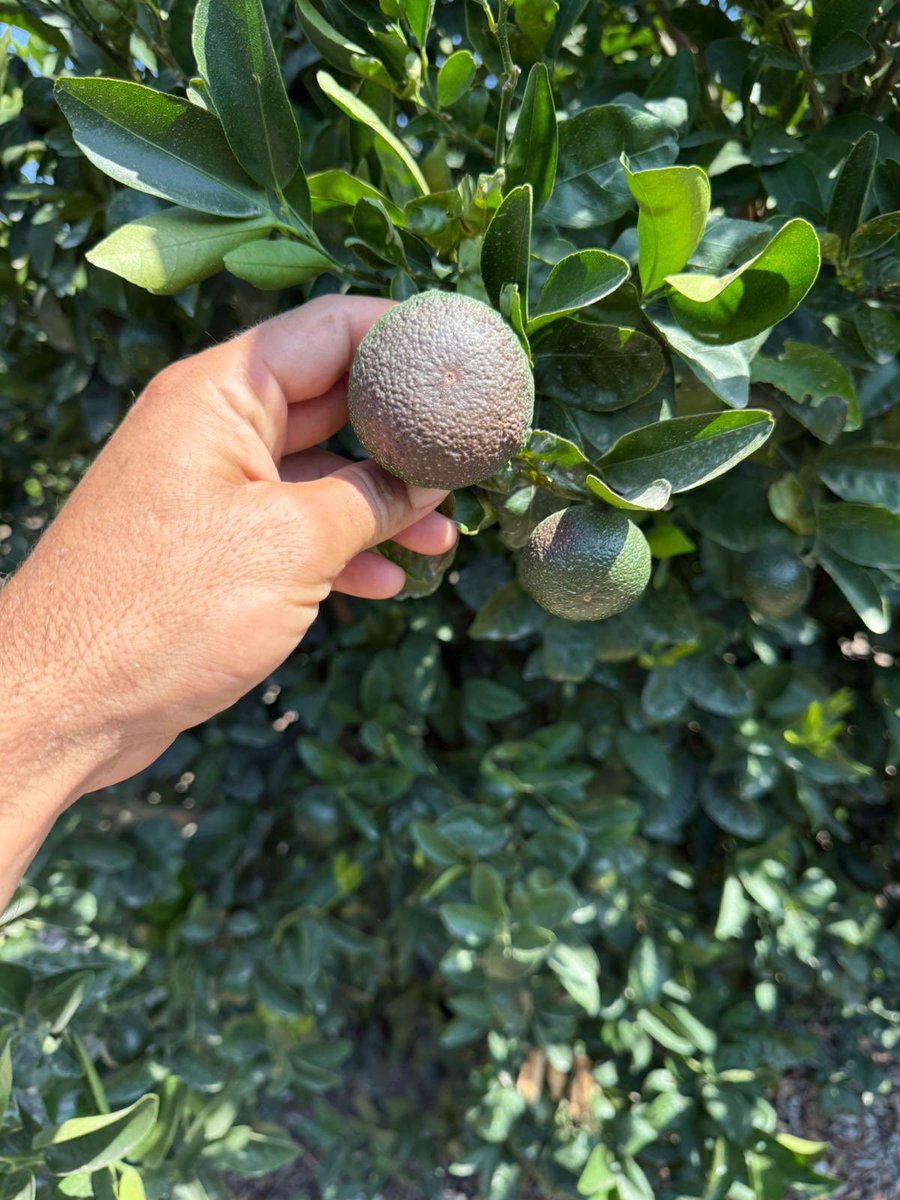 Kışın yaşanan don felaketi, narenciyedeki rekoltenin az olmasına, yazın bugünlerde Adana’da 47-48 dereceye kadar görünen aşırı sıcaklar da olan meyvelerin bozulmasına neden oldu..  
Tüm hafta sürmesi beklenen sıcaklar daha ne kadar zarar verir bilemeyiz ama Allah hayırlısıyla