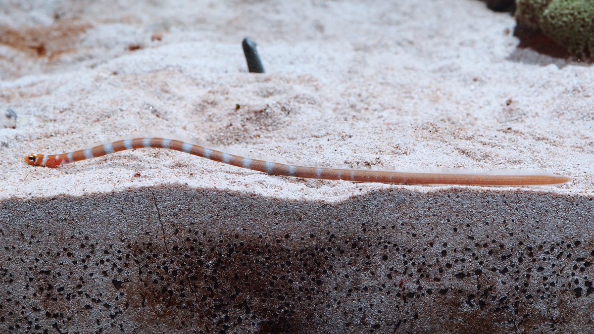 ニシキアナゴがめずらしく全身を見せてくれたので、じっくり観察タイム