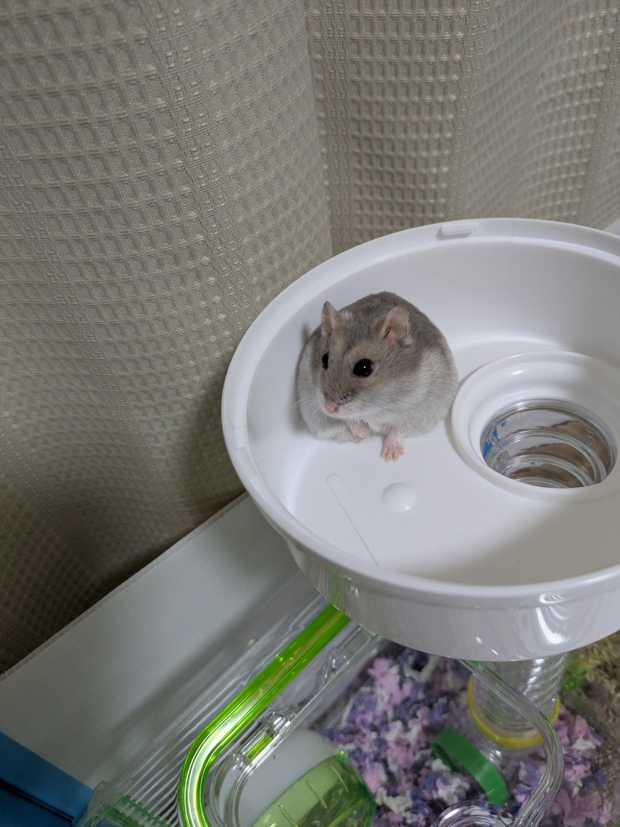 mofu_watachan's tweet image. 🐹UFOっていう意外と居心地いいでちね💕
 #ハムスター
 #さくらこ