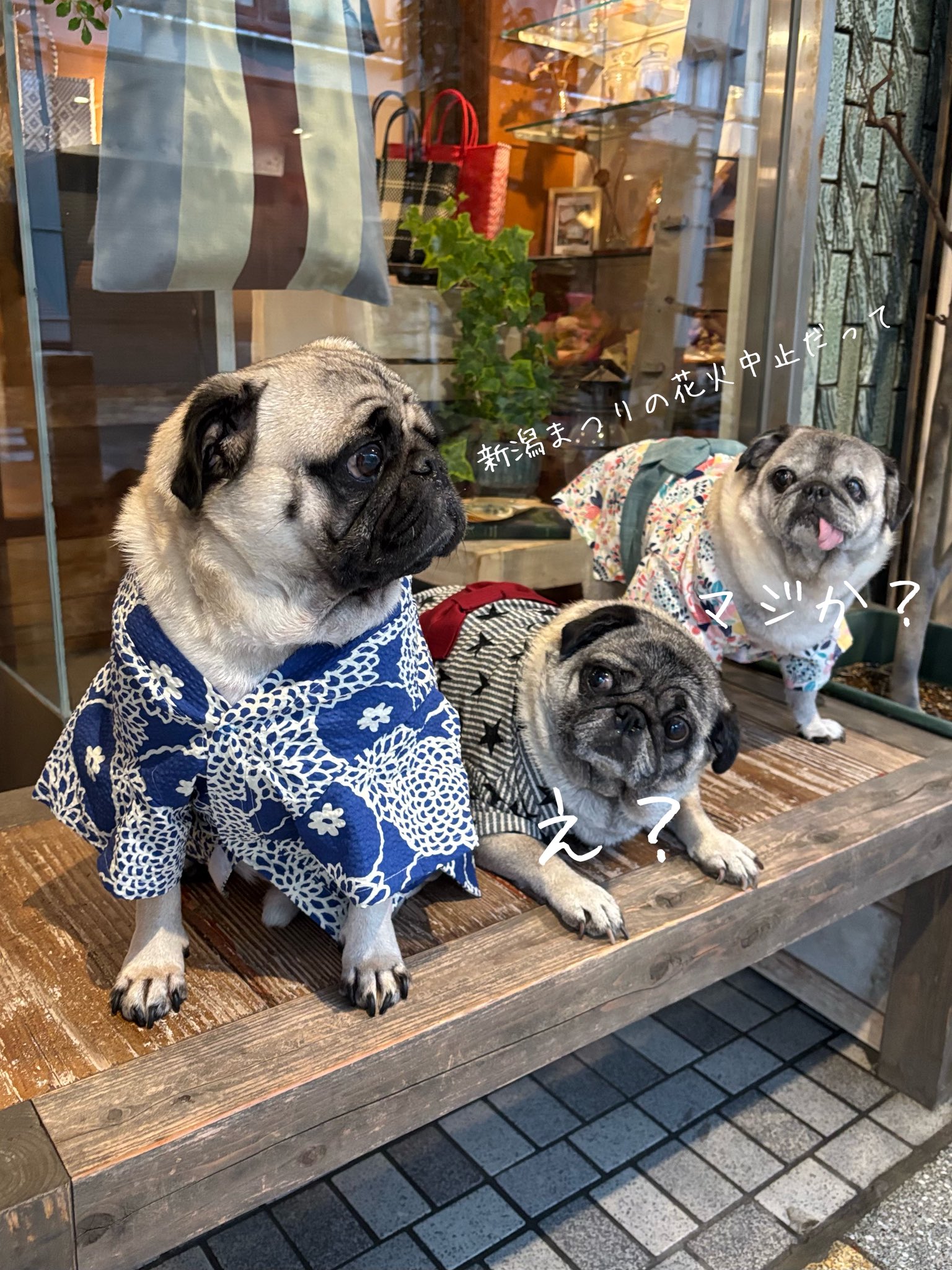 パグMARU®︎ まるちゃん|maru the pug (@pug_maru0906) • Instagram photos