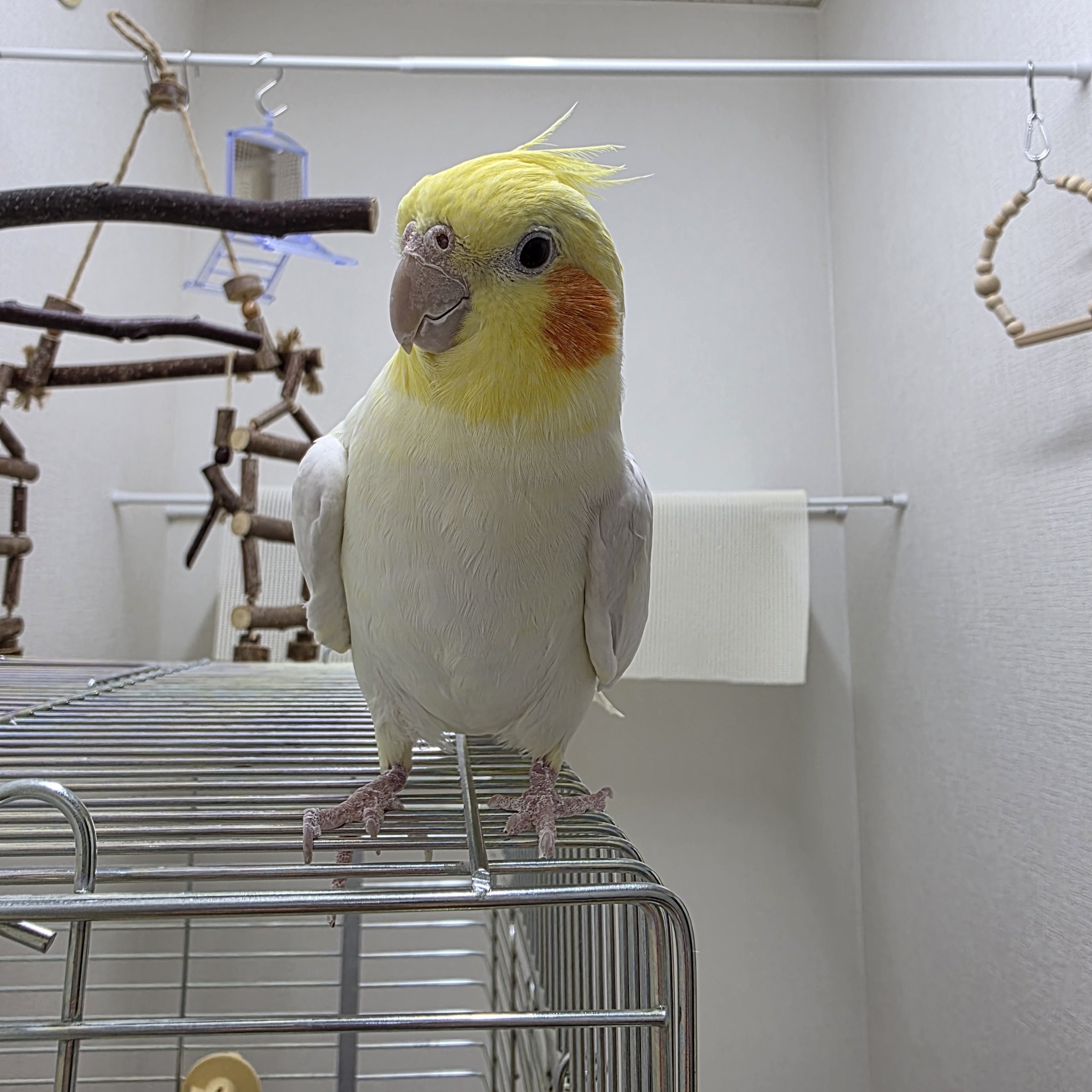 NPO法人 Bridge for the birds on X: 