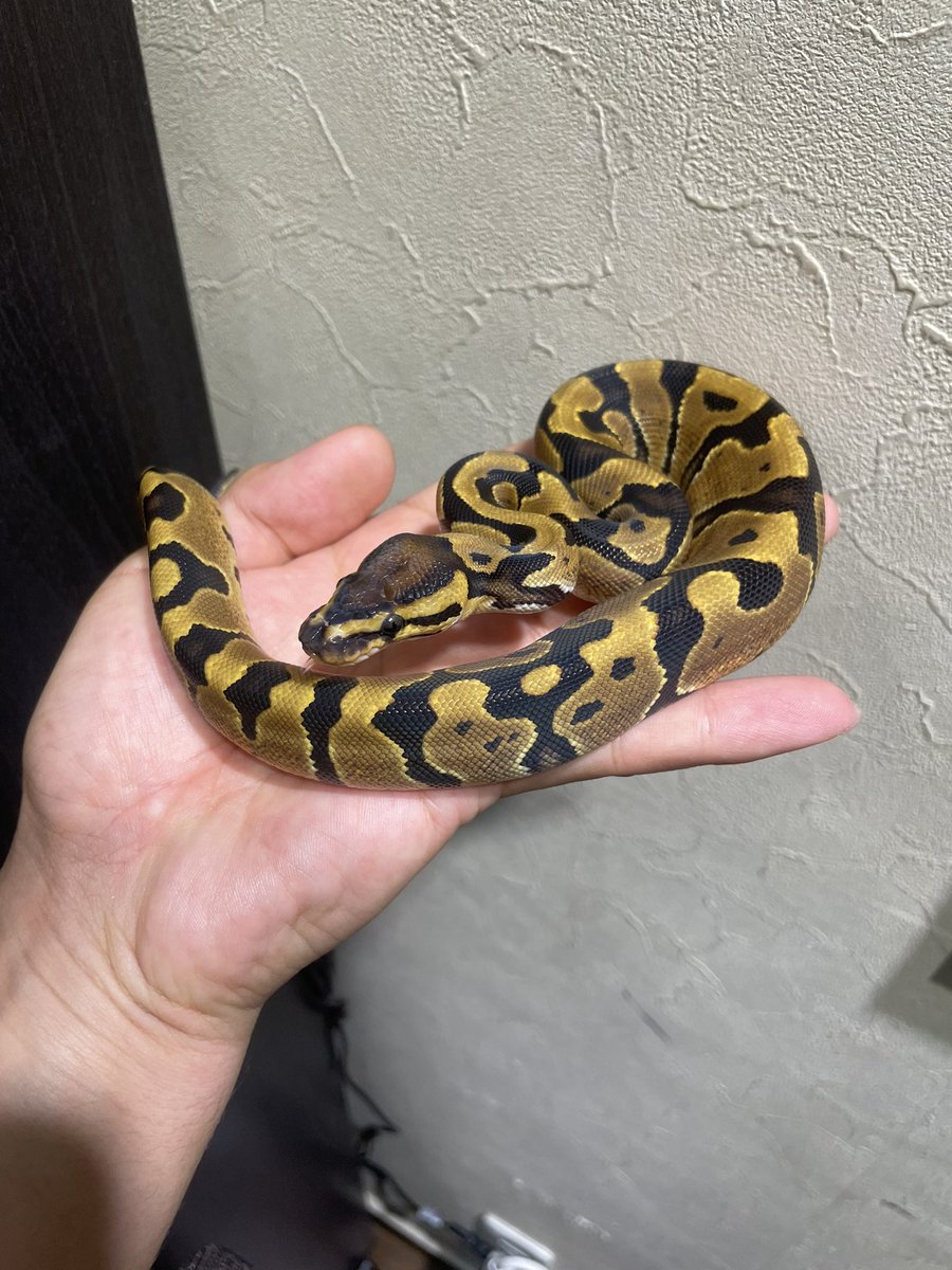HIROHAR56366122's tweet image. ✨販売個体✨
Disco or Fire het Clown ♀
¥20,000-
冷凍マウスに餌付きましたので販売致します✨
※各種クレジットカード、キャッシュレス決済対応✨
#SUNRIZEBallPython
#Clown
#クラウン
#RAMPAGEplus