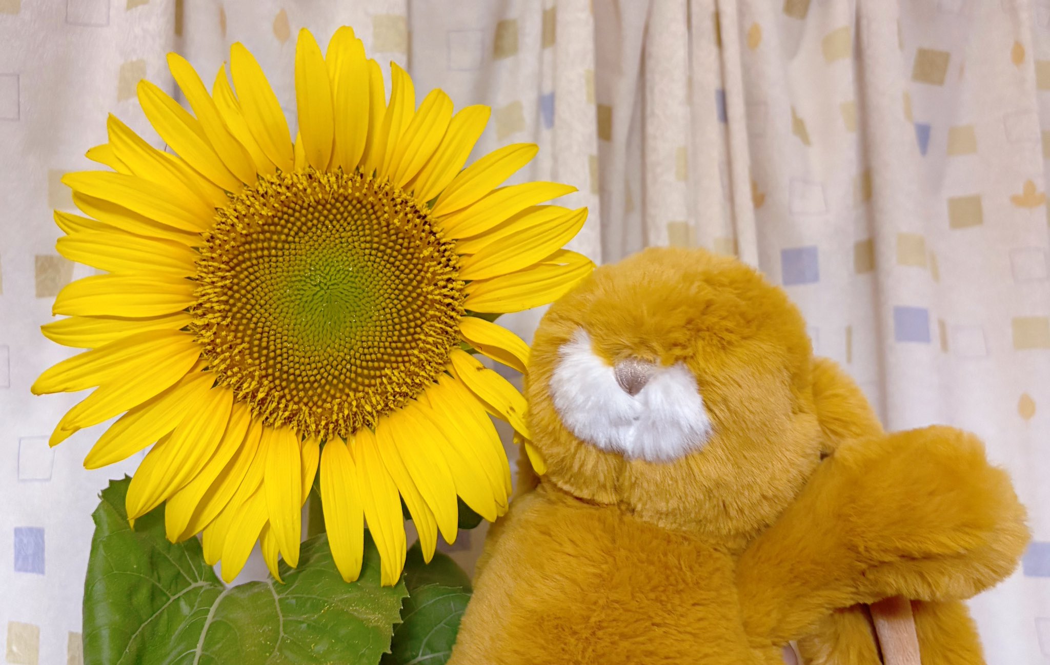 ♥A*B♡ひまわり飾り。ひまわりうさぎちゃん*♡可愛い七夕飾り*♡♥ Amazon.co.jp: 壁面飾り 夏 ② ひまわり せみ うさぎ 木 花 風船
