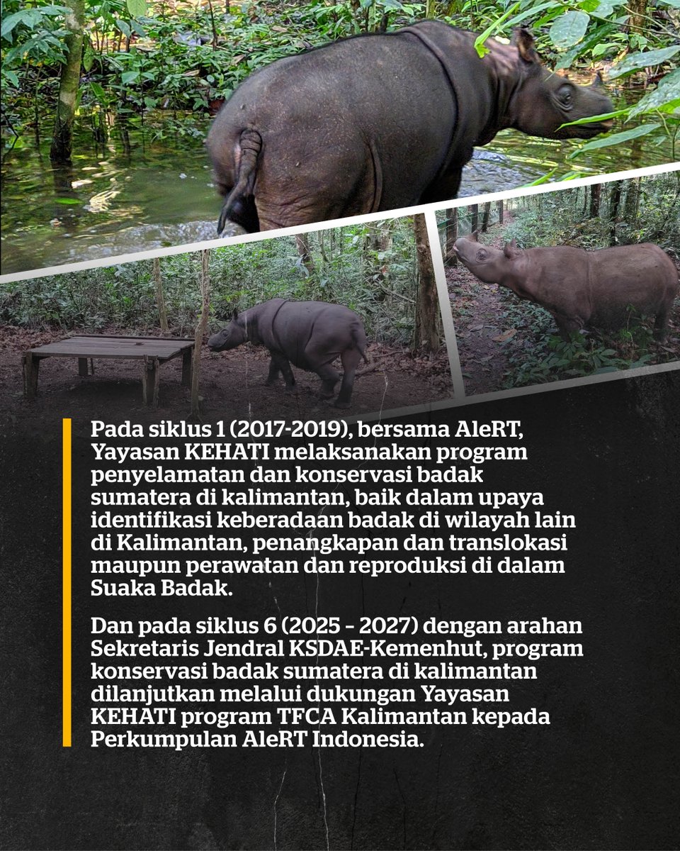 Selamat #HariKonservasiAlamNasional 2025 🌿 

Hari ini jadi pengingat pentingnya melestarikan kekayaan hayati Indonesia.  

KEHATI melalui TFCA Kalimantan menjaga Pahu, badak sumatera betina terakhir di Kalimantan, sebagai wujud komitmen lindungi satwa langka.  

#rawatbumi