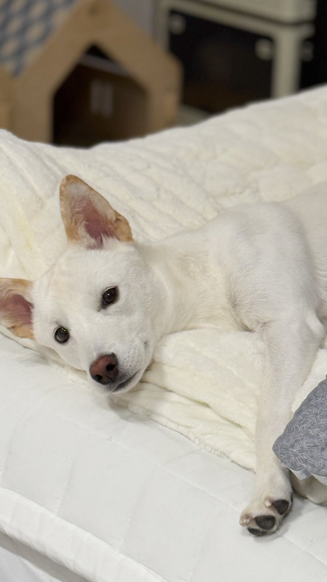 #가족찾는햇님
🐶 2살 추정 / 남아 / 14kg
2년전 야산에서 모견, 동배와 함께 구조되었지만 햇님이만 가족을 못찾고 있습니다. 지금은 임보처에서 생활하고 있어요. 사회성, 산책 매너도 좋고 온순한 성격인 완벽 실내 강쥐인데.. 2년째 문의 0건이에요🥹