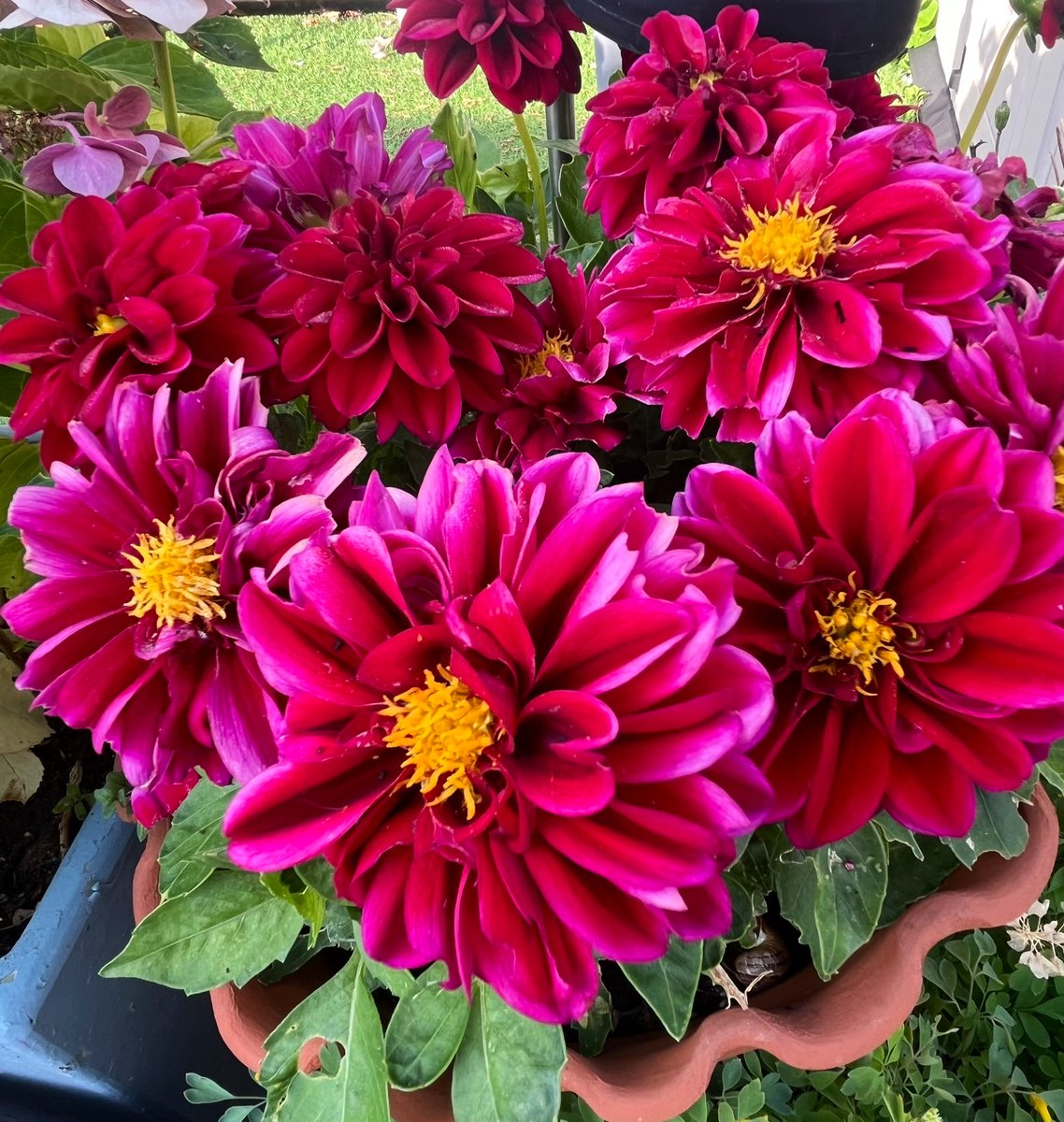 Simply stunning. 🌺 #FlowersOnX