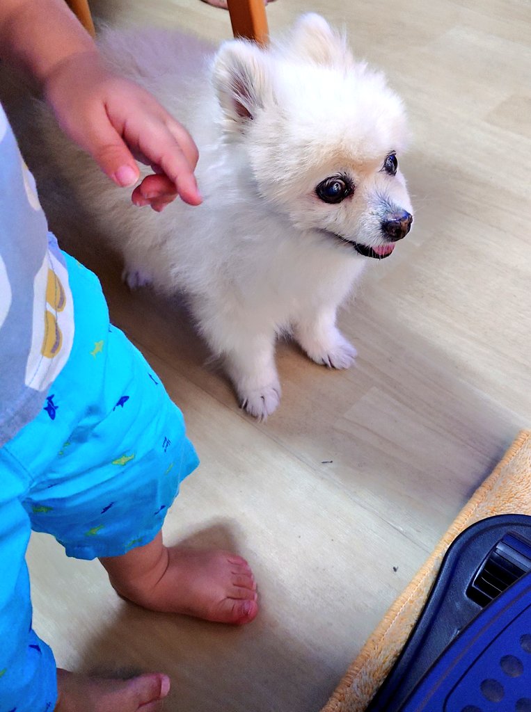 多忙により随分お久しぶりのポストです✨
はな🐶は本当にアップ・ダウンがあるけど何とか頑張っています🥰娘一家が遊びに来てまた賑やかで楽しい時間を過ごしました♥1歳の孫はスタスタ歩くようになっていました🐾
#ポメラニアン
#犬好きさんと繋がりたい
#秘密結社老犬倶楽部