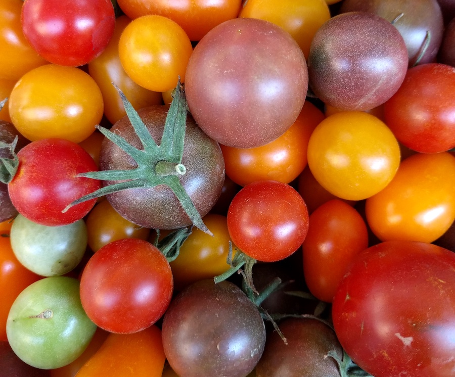 Nuevos concursos de tomate antiguo en Navarra diariodegastronomia.com/nuevos-concurs…