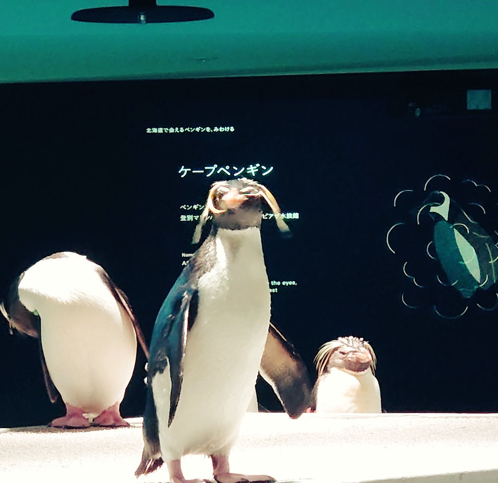 MUU_ASAHI's tweet photo. 狸小路モユクの水族館AOAO
スポンジボブとコラボイベントしてました
水族館は楽しい♪ https://t.co/dFoB4Lcau1