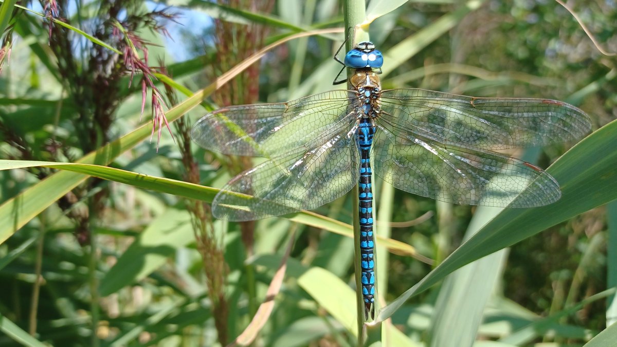 Dragons abound at the @GreatFen! It's fantastic to record yet another site at the Fen for the newly arrived #SouthernMigrantHawker #dragonfly. This stunning blue male #insect is one of those #colonising the #reedbeds at the #Fen.