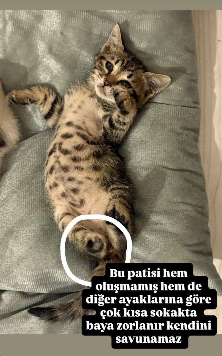 2-3 aylık, erkek, arka patisi yok 🥹 yuva arıyoruz 
İSTANBUL