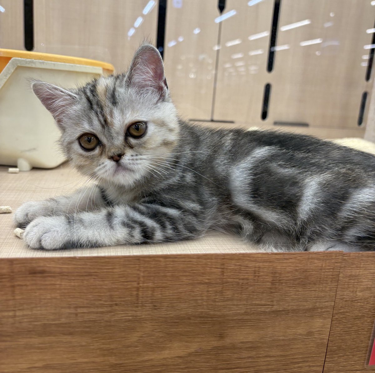 猫ちゃん ねこさん⚡(ΦωΦ) on X: 