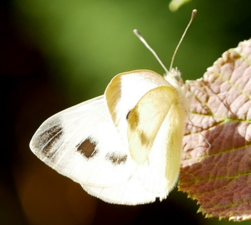 The next generation of Southern Small White (P mannii) has started, I just made this photo in the garden. You notice them as they are a bit smaller than Small Whites and have a slightly different way of flying. This generation should have a large and dark square middle spot.