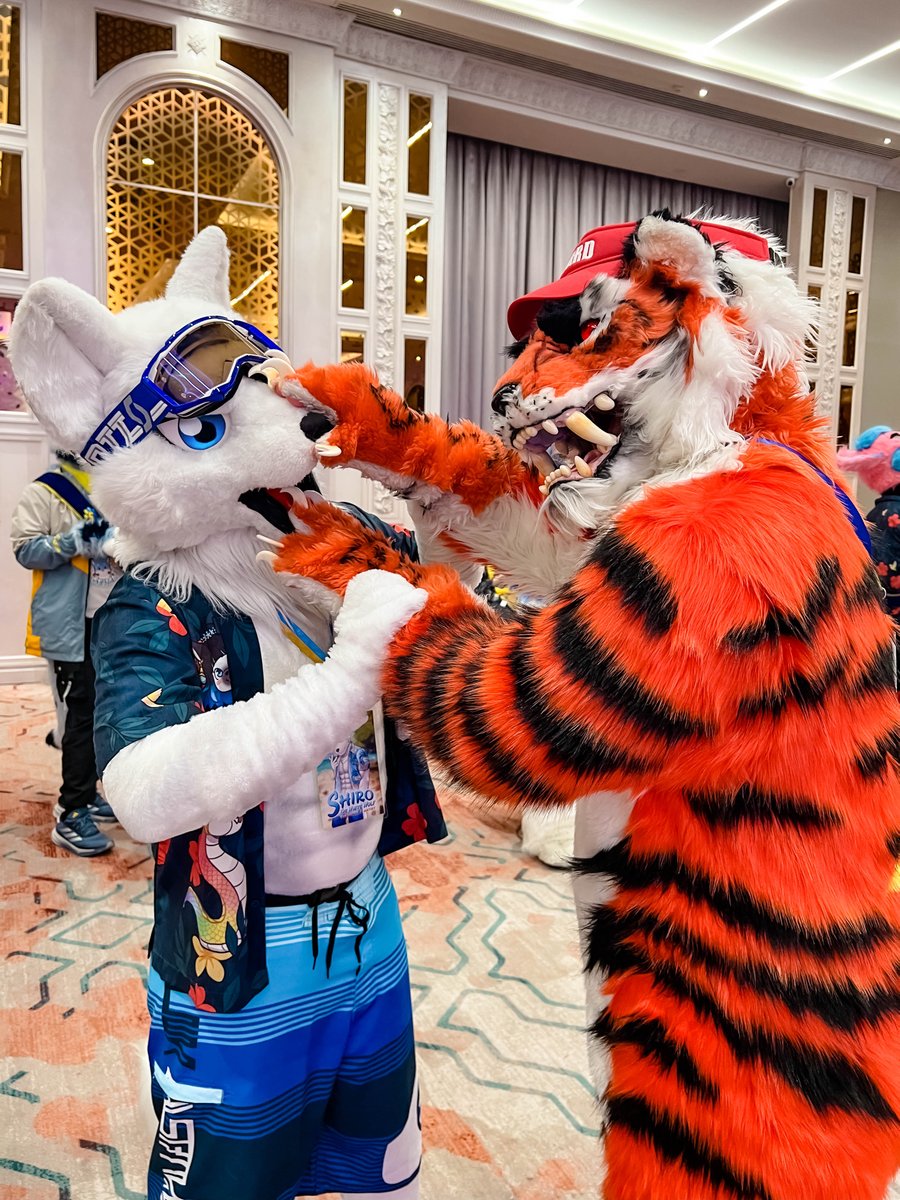 Shiro The White Wolf (@g_kid007) on Twitter photo Do NOT open my mouth man!
And be careful with your CLAWS!!!
🐯 <a href="/Gin_AmurTiger/">Gin Siberian Tiger</a>
#FursuitEveryday #SiamPaws2025
#fursuit #fursuiter #whitewolf #หมาขาว Do NOT open my mouth man!
And be careful with your CLAWS!!!
🐯 <a href="/Gin_AmurTiger/">Gin Siberian Tiger</a>
#FursuitEveryday #SiamPaws2025
#fursuit #fursuiter #whitewolf #หมาขาว