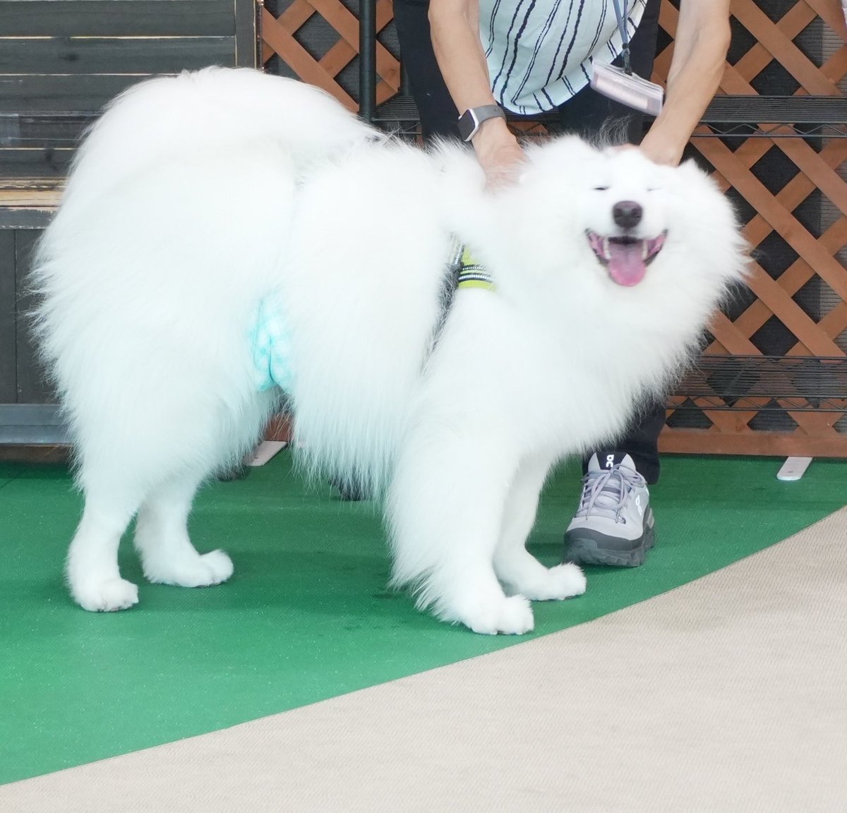 色んな人にモフモフしてもらってめちゃ嬉しそうなサモエド
人が大好きな子です
