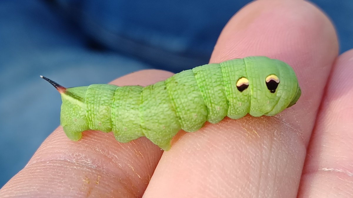 Nice to have a regular stream of #moth records coming in locally, thanks to my eagle-eyed young neighbours out #caterpillar hunting again. This time, it was an early stage #ElephantHawkMoth.