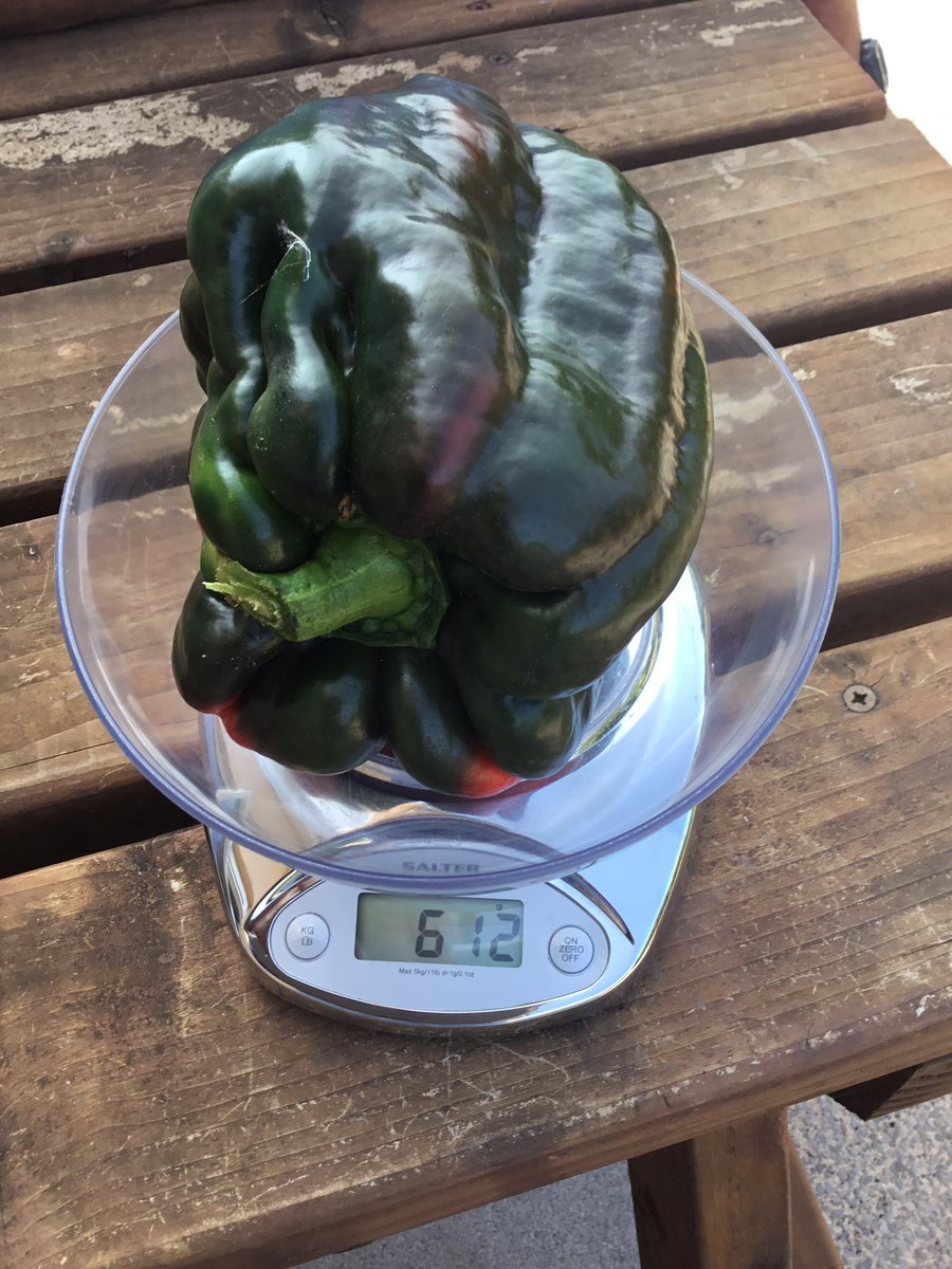 Just picked my first chilli 🌶️ pepper. 612 grams. What’s the best recipe for chilli sauce?