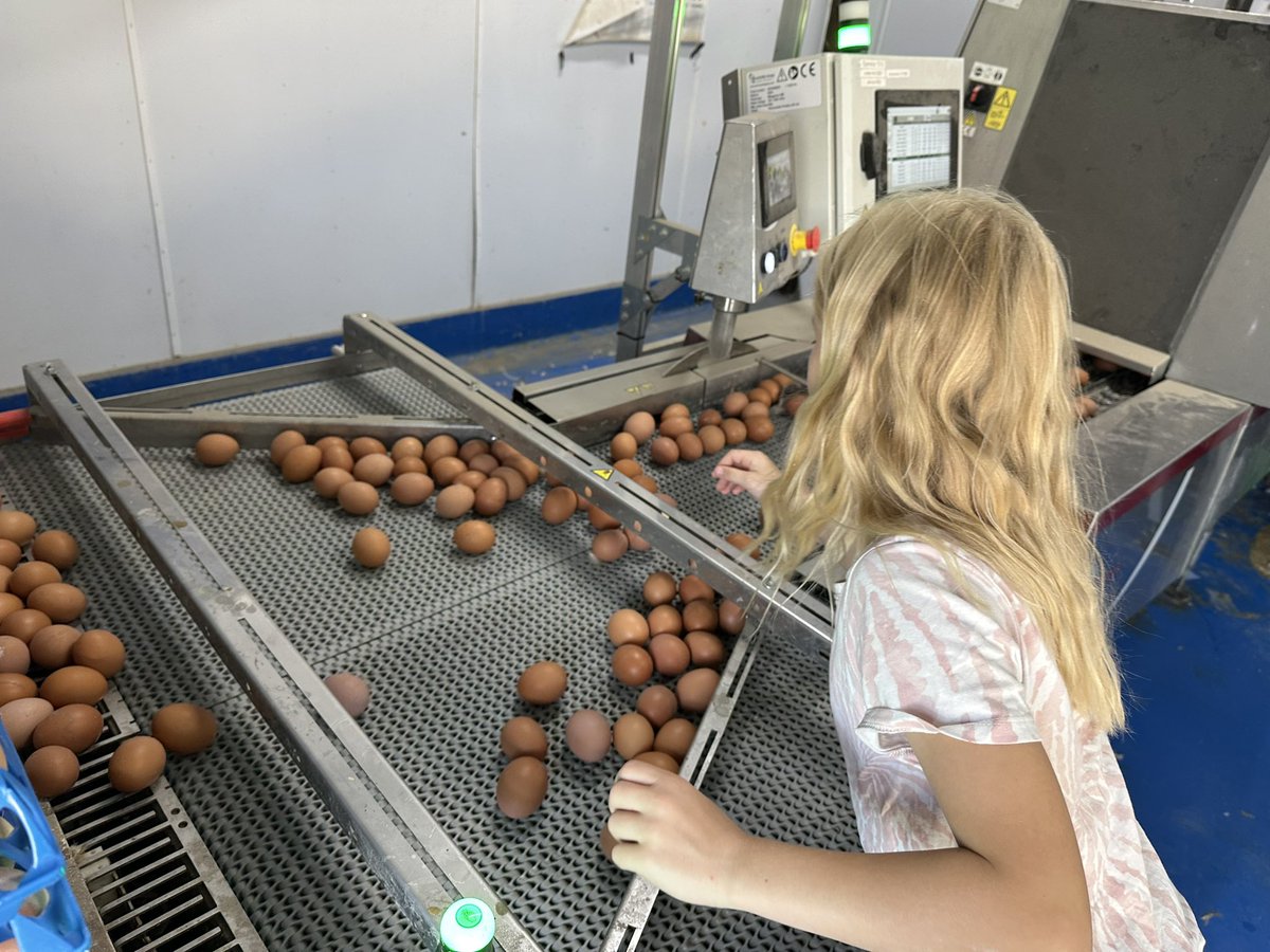 Chickens and child labour. 😆🤫