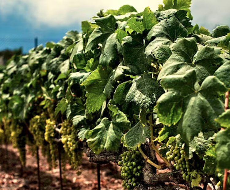 Canarias detecta, por primera vez en el archipiélago, focos de filoxera diariodegastronomia.com/canarias-detec…