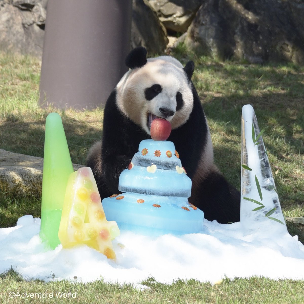 ＼ 本日(8/10)は優浜の誕生日🐼🎂 ／
2012年8月10日、アドベンチャーワールドで誕生した優浜。
好奇心いっぱいで要領のよい、素直でまっすぐな女の子✨
切れ長のつり目が魅力で、採血トレーニングもすぐにマスターしました。

2017年に中国へ旅立ち、今も元気に暮らしています。