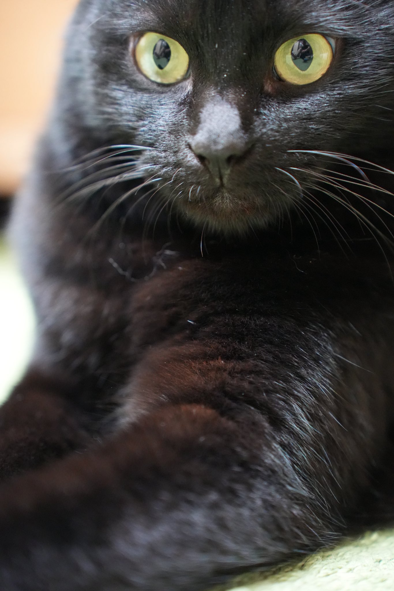 黒猫 黒猫つくねちゃん太しっぽ on X: 