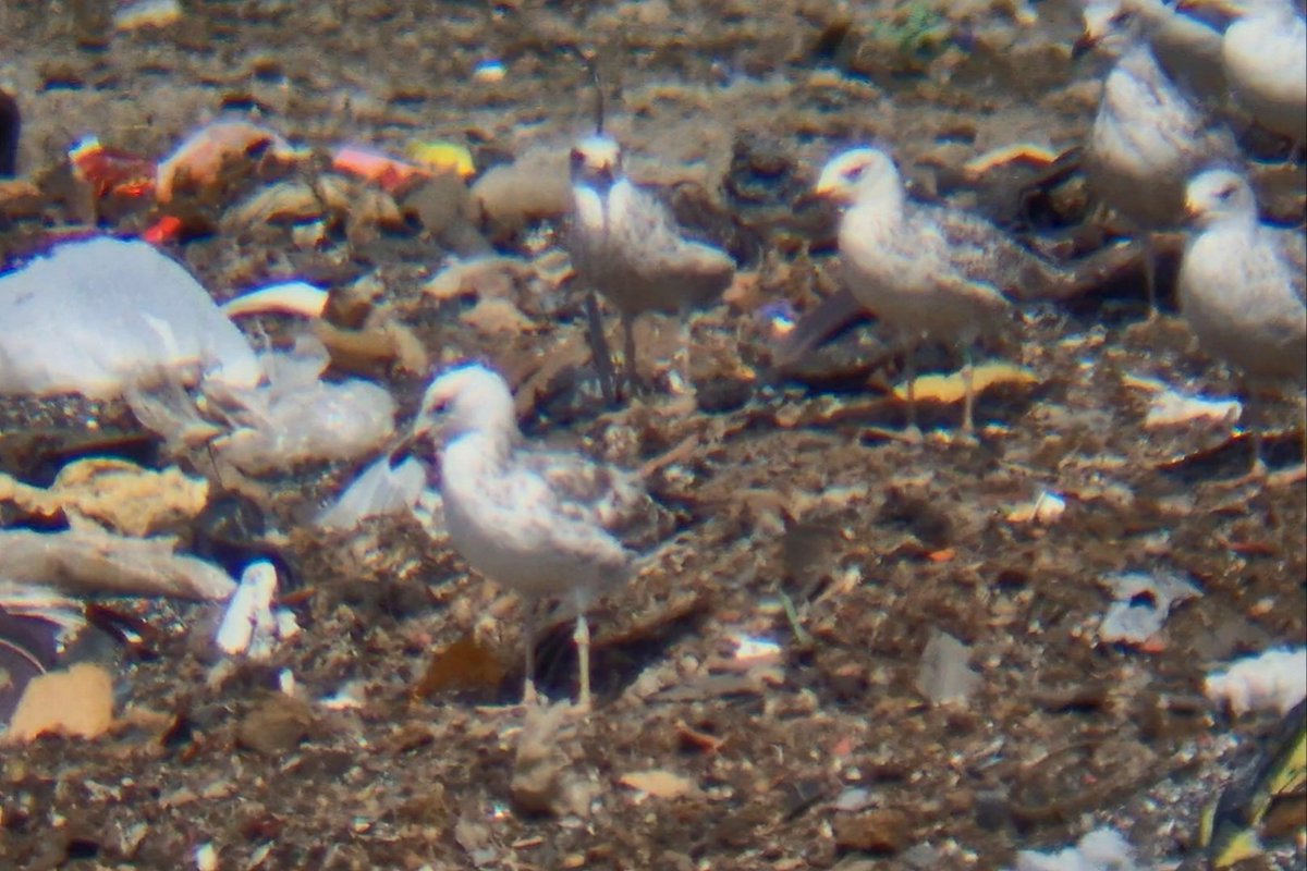 Daniel Langston (@dlangstonbirder) on Twitter photo 3 1s Caspian Gulls (one green-ringed) at Leadenham Tip/Quarry, and at least 15 YLG.
<a href="/Lincsbirding/">Lincsbirding</a> 3 1s Caspian Gulls (one green-ringed) at Leadenham Tip/Quarry, and at least 15 YLG.
<a href="/Lincsbirding/">Lincsbirding</a>