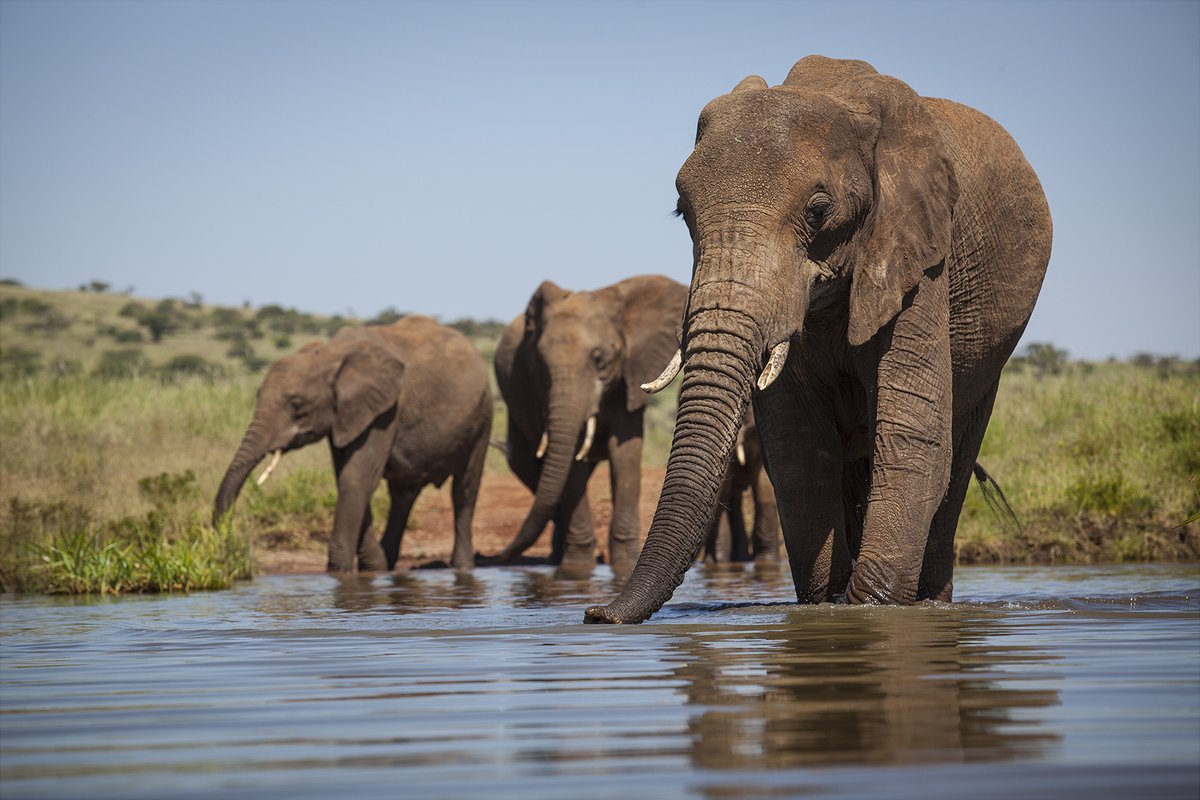 EPIAfrica's tweet image. Every bid in the Silent Auction will help protect Africa’s elephants, conserve biodiversity, and support communities across 26 African states. Find out more about the partnership in the article linked in this post. #elephantprotection #sustainability