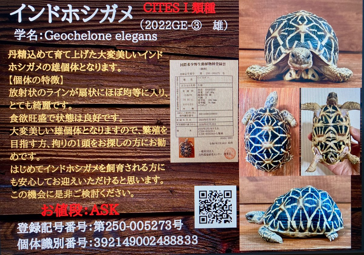 AMADEUS0084's tweet photo. 【AMADEUSからのお知らせ】

本日20時から『インドホシガメ』の販売を開始いたしました。
※インドホシガメは、2頭共に雄となります。

ご興味のある方は、当店FC2ブログで2頭の詳細をご覧いただけます。　

どうぞよろしくお願いいたします。 https://t.co/soZi19QVnb