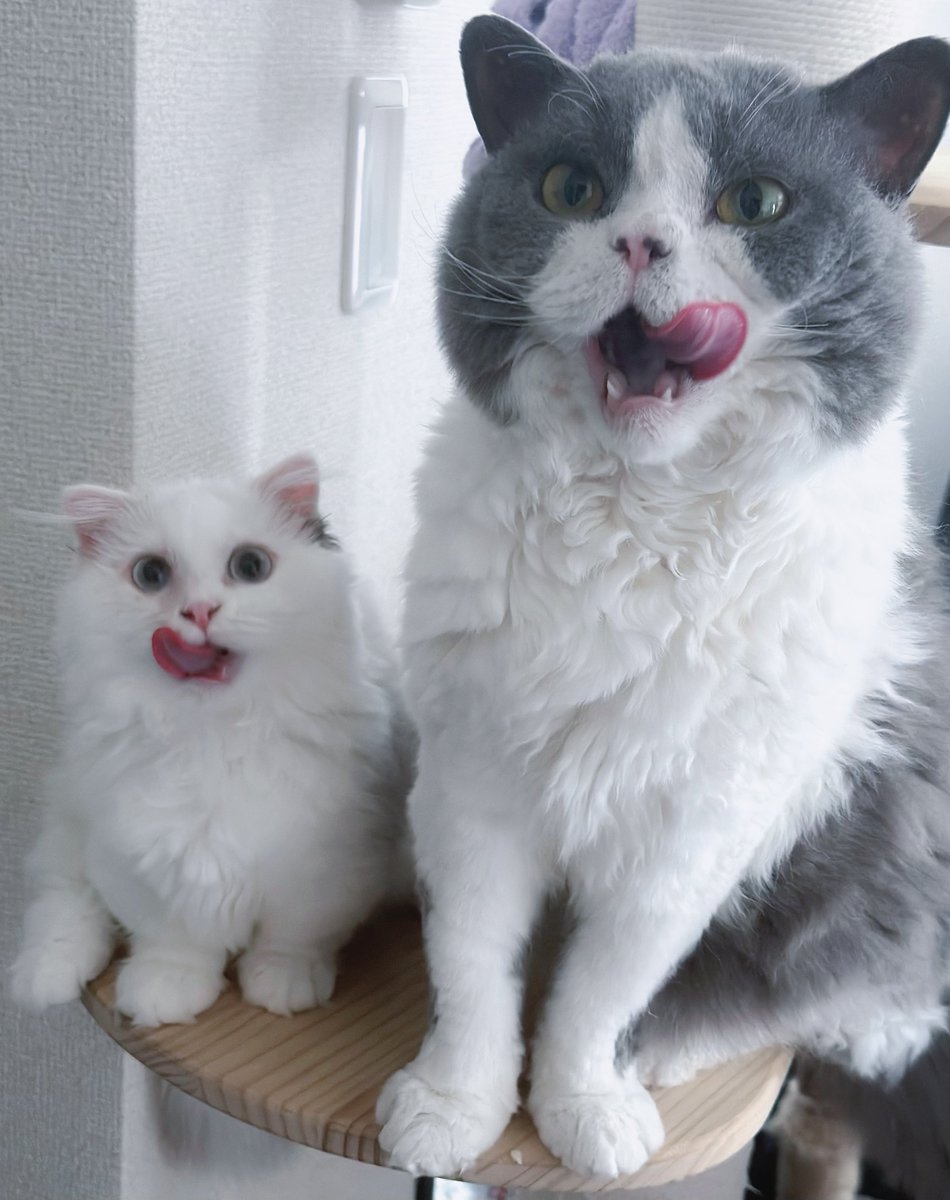 世界猫の日！
一緒におやつを食べてふたりでぺろり😋

今日も猫に感謝、世界中の猫ちゃんに幸あれ。

#世界猫の日 #WorldCatDay #ぽんるぴ