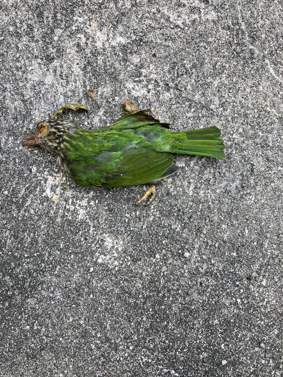 LionUnity's tweet image. Selamat tinggal burung hijau. R.I.P