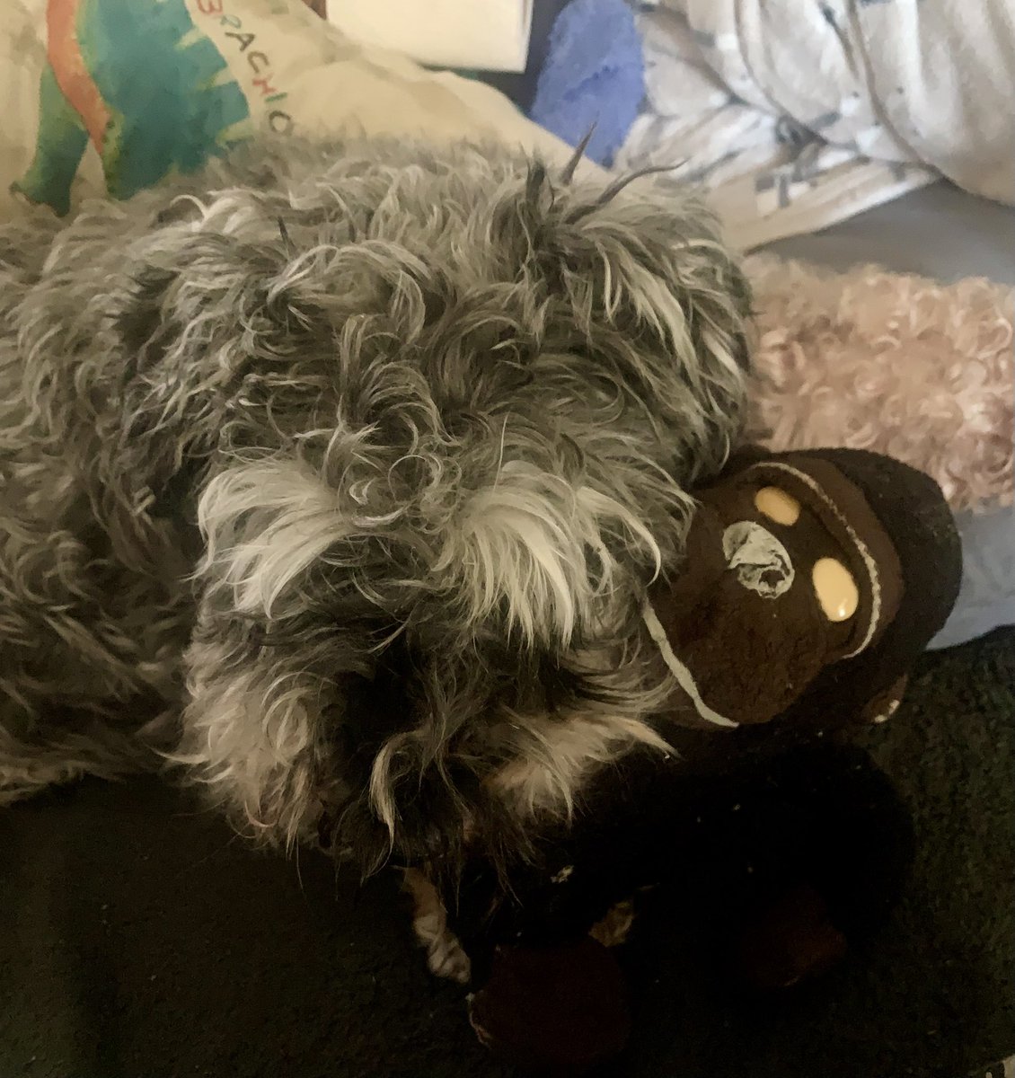 Arnie the Mini Schnauzer tweet media