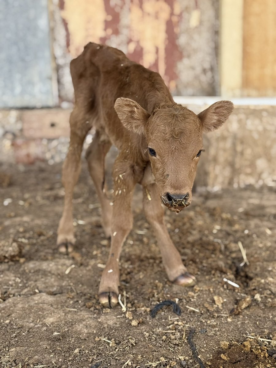 Qué bonito es el campo 🟢⚪️