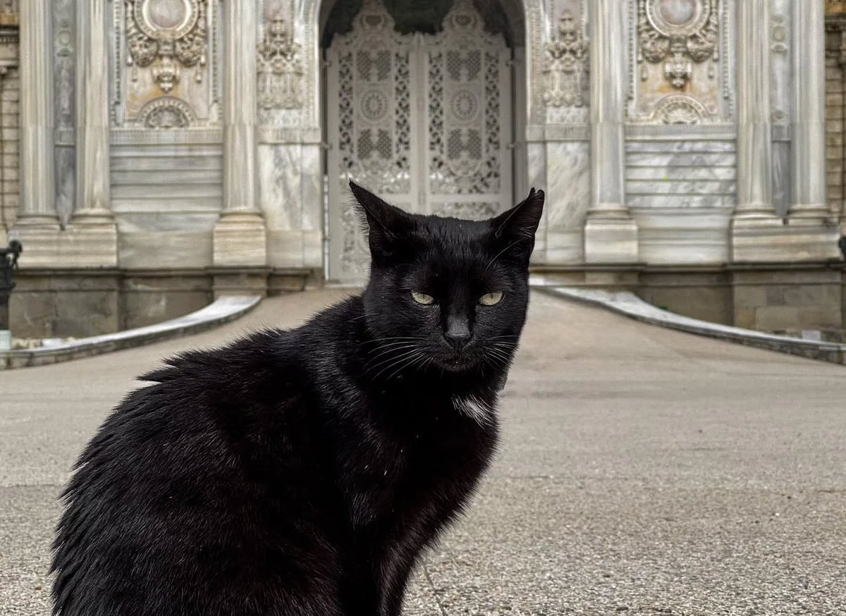 Bugün 8 Ağustos Uluslararası Kedi Günü!

Uluslararası Hayvan Refahı Fonu tarafından kedileri korumak için farkındalık yaratmak adına ilan edilen bugünde; İstanbul’un tarihi saray ve müze bahçelerinde ziyaretçileri karşılayan kedileri tanıyalım. <a href="/saraykedileri/">Saray Kedileri</a> #HaftaninPaylasimi