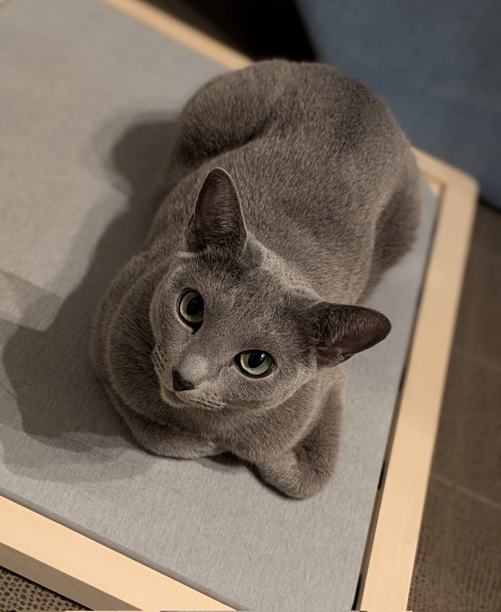 #世界猫の日
あたらしい珪藻土マットを気に入ったねこちゃんです