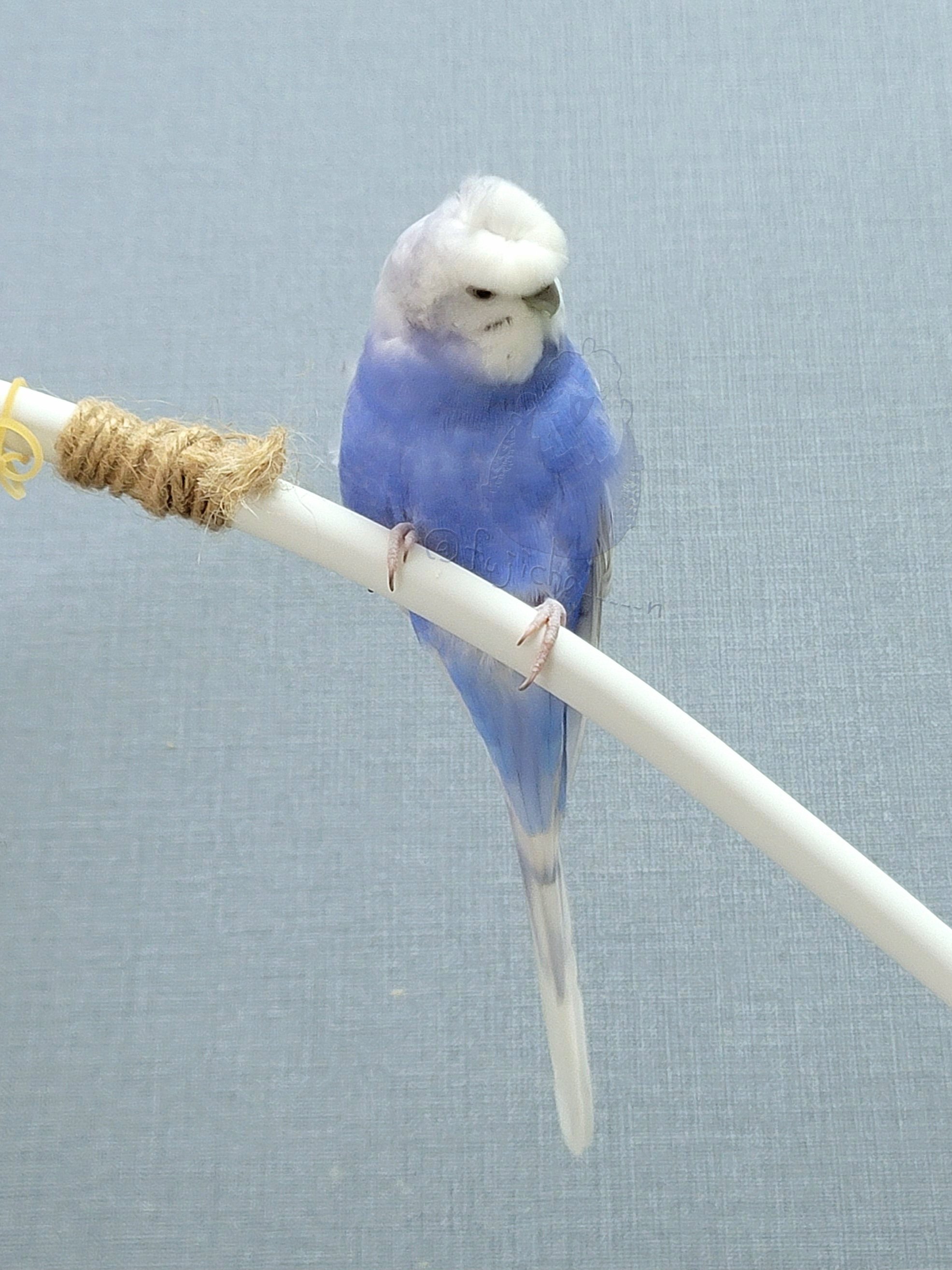 インコさん 羽衣男子ふじちゃん＆おうちの人🏠いのり on X