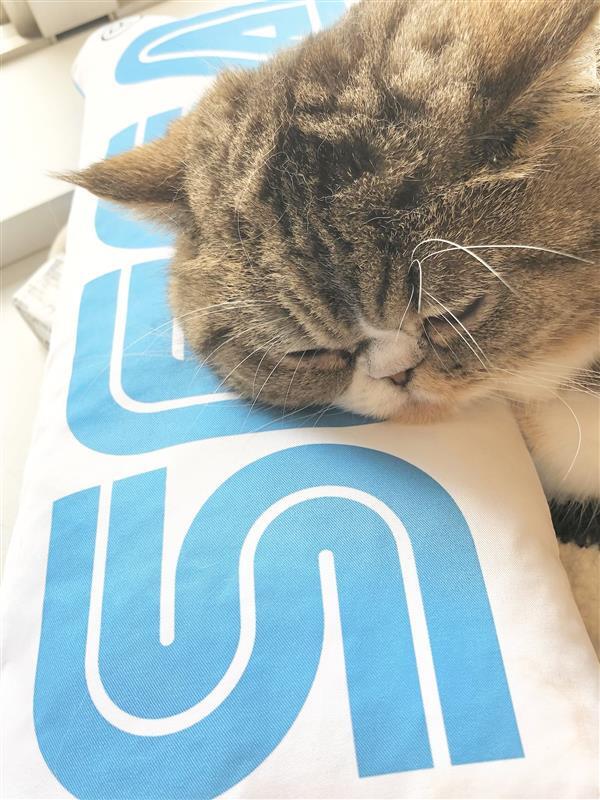 Web3Counsellor's tweet photo. @bitgetglobal #Bitgetcatclub https://t.co/P2thda30Ey