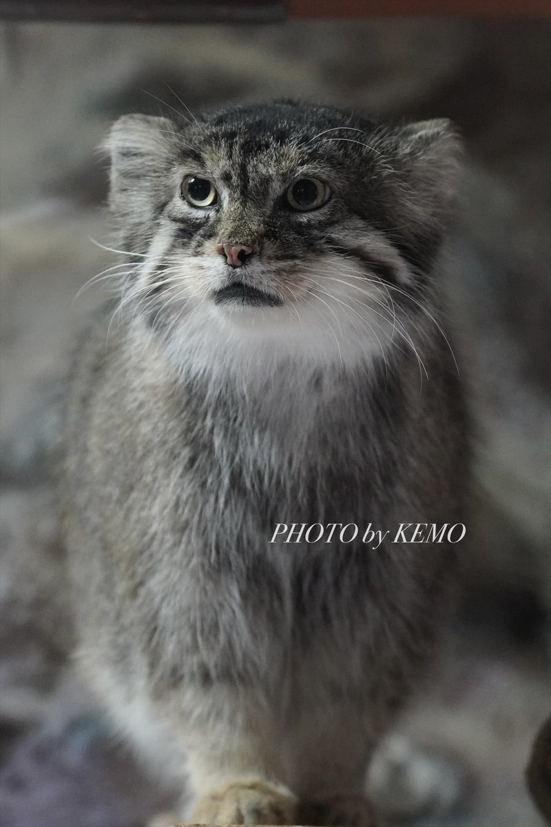 麗しのプリームラ🌸

#マヌルネコ　#上野動物園　#プリームラ