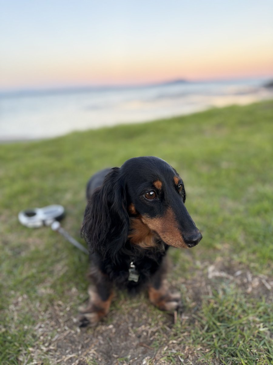 Mini daxie moods
