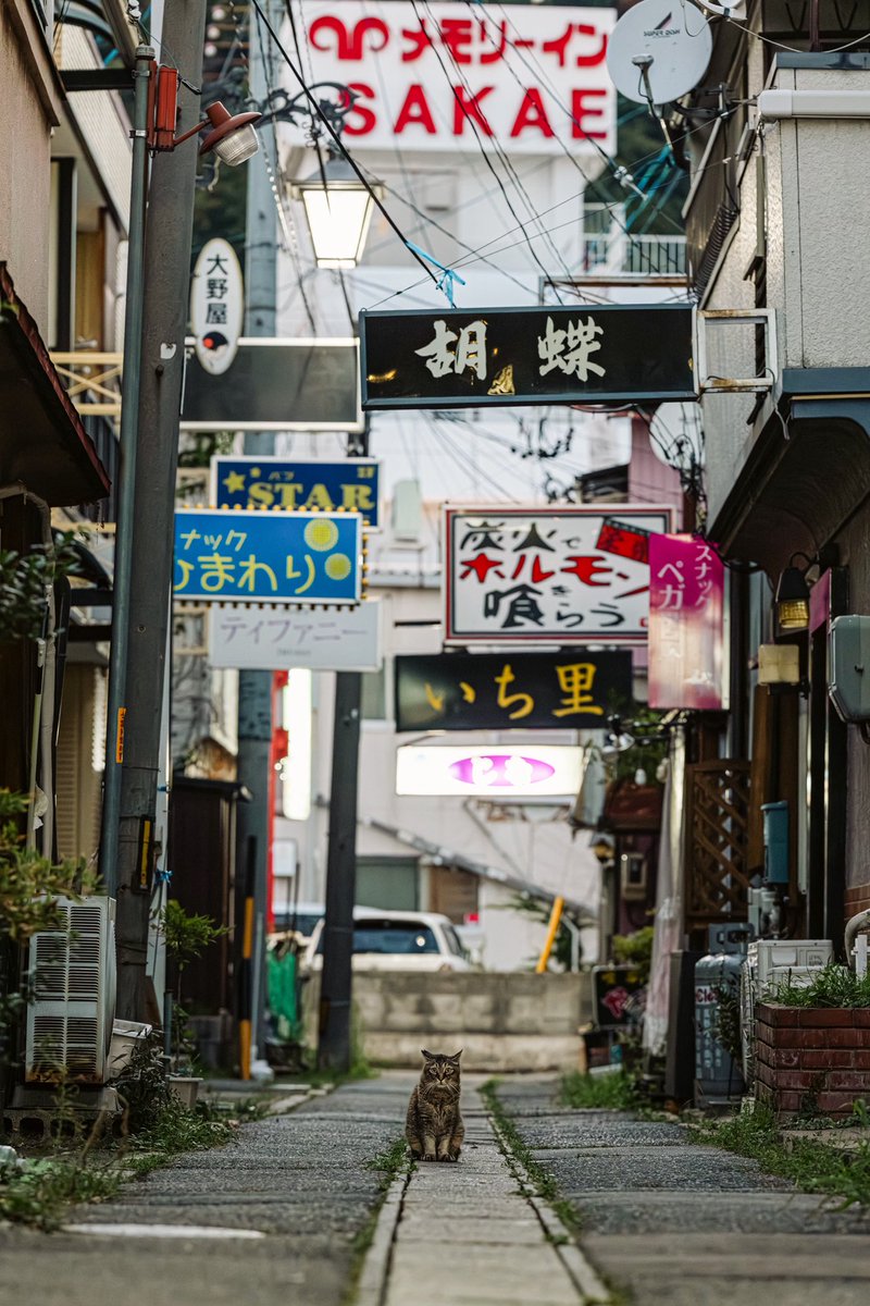 世界猫の日。
戸倉上山田温泉の銀座のママ猫。
