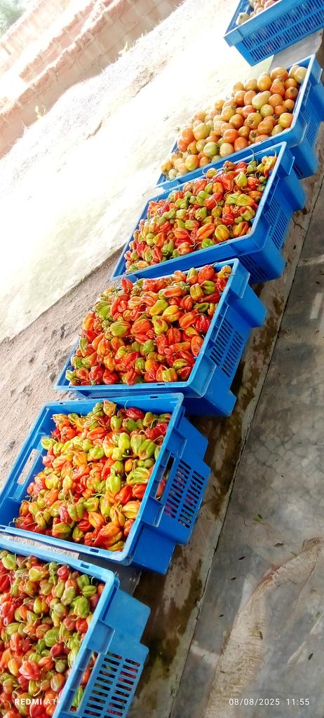 SaaondoV51620's tweet photo. This is our harvest for today been 8 of August 2025... It's not just grace, hardwork is involve too
#nfgcsfarmestate https://t.co/vh6c30r5nC