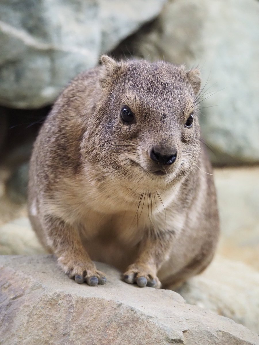 待ちに待った  
           ハイラックスイベントが
                                   始まります！！

ぜひこの機会に、城山動物園で！
ケープハイラックスの魅力を感じに来てください…！！

皆さまのご来園を心よりお待ちしております😊✨

 #ケープハイラックス
 #世界ゾウの日 #城山動物園
