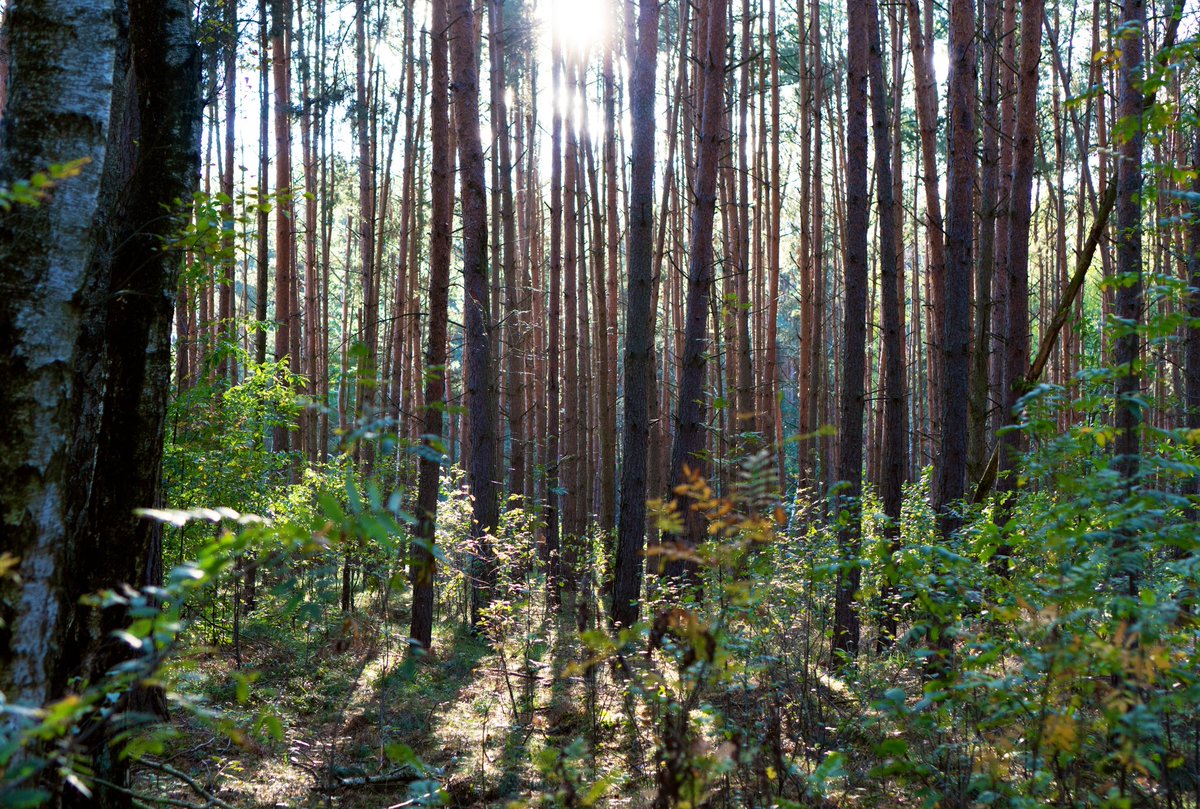 over the past 6yrs we’ve turned our forest in east germany into a process conservation

this basically means 20 hectares of forest left the fuck alone for the most part

in total we fell only ~5 hectares of unhealthy conifers and replanted with a wide variety of deciduous trees