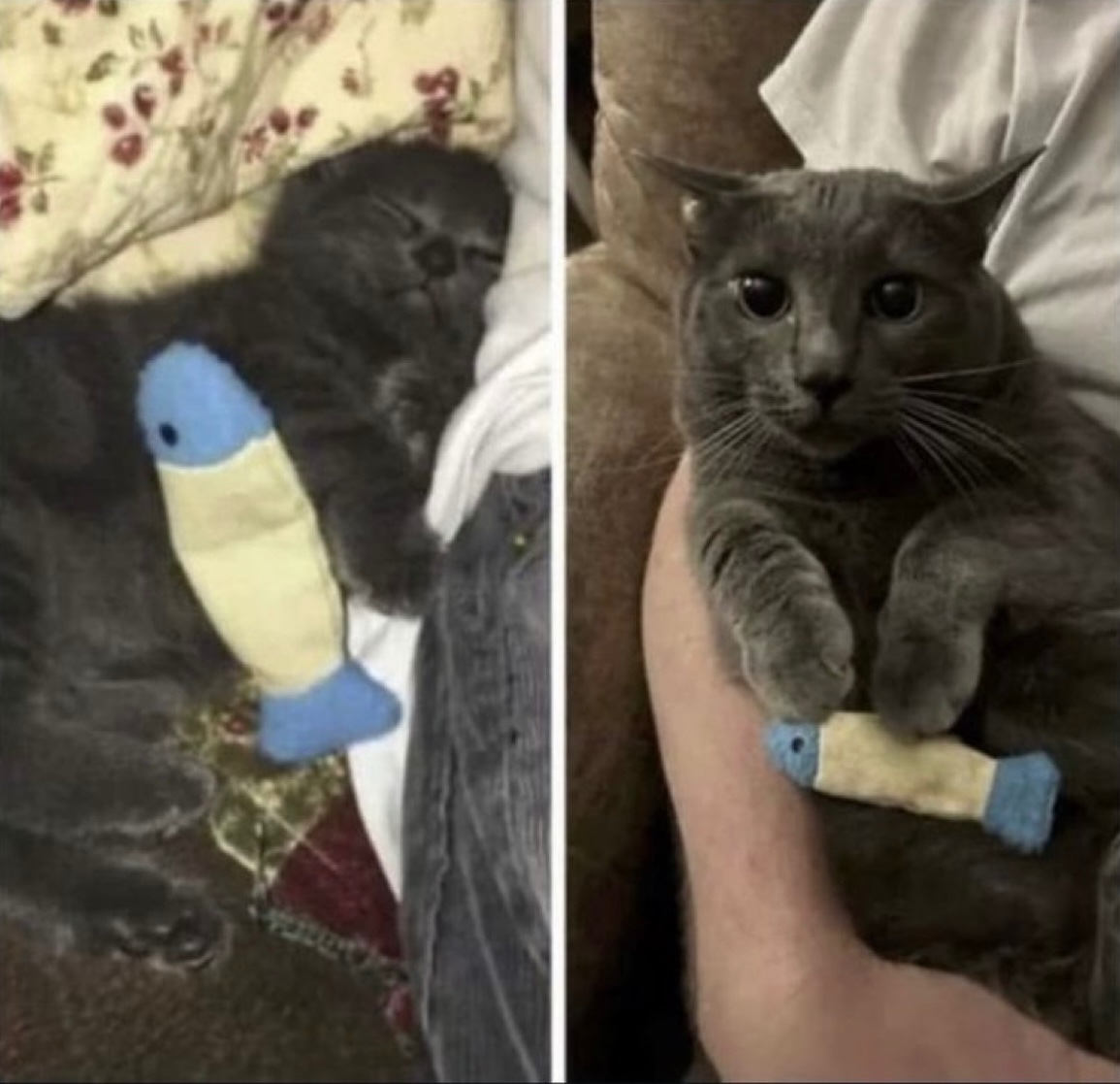 Can You Give Cats Old Toys: Safe, Fun, and Eco-Friendly Tips