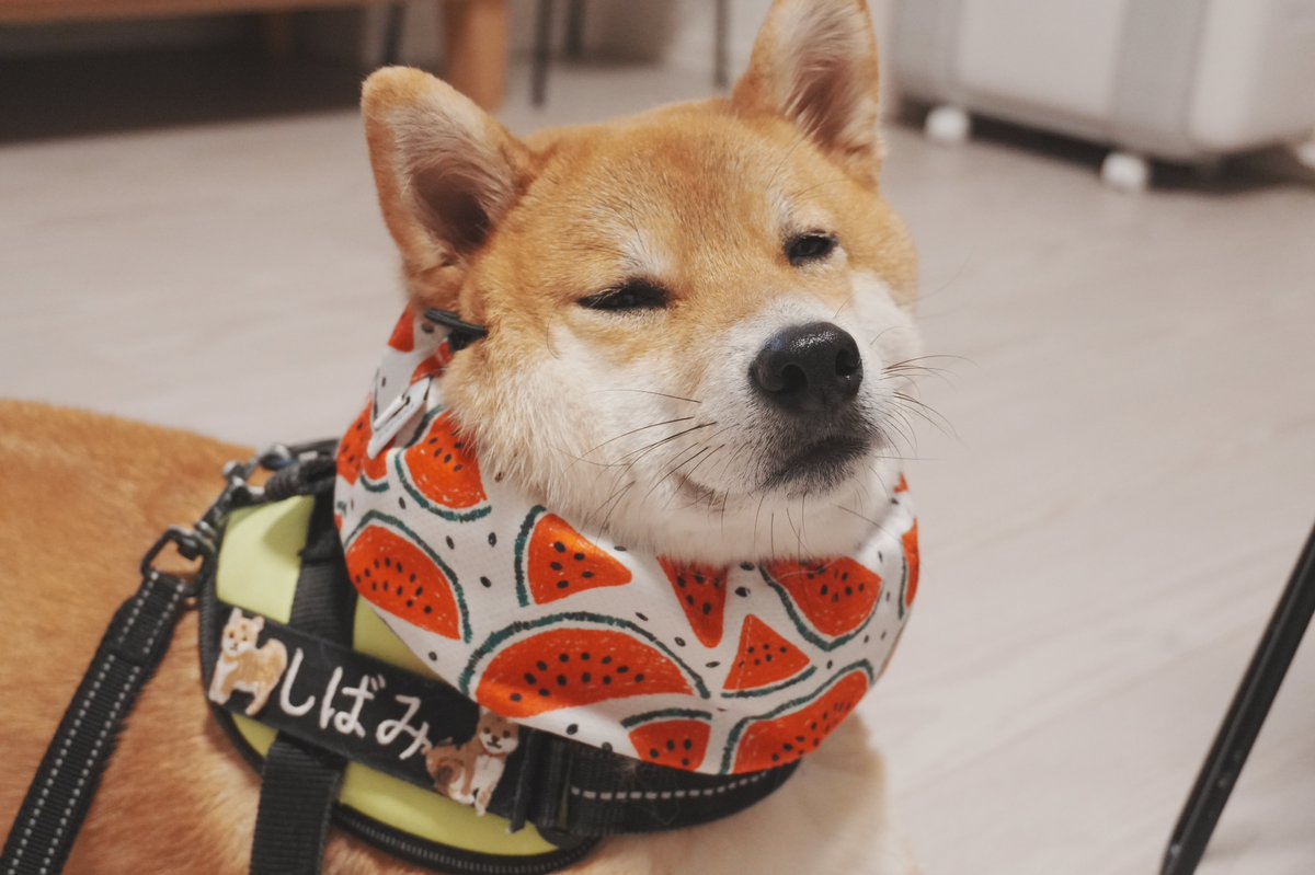 柴犬しばみ (@shibami_) / Posts / X