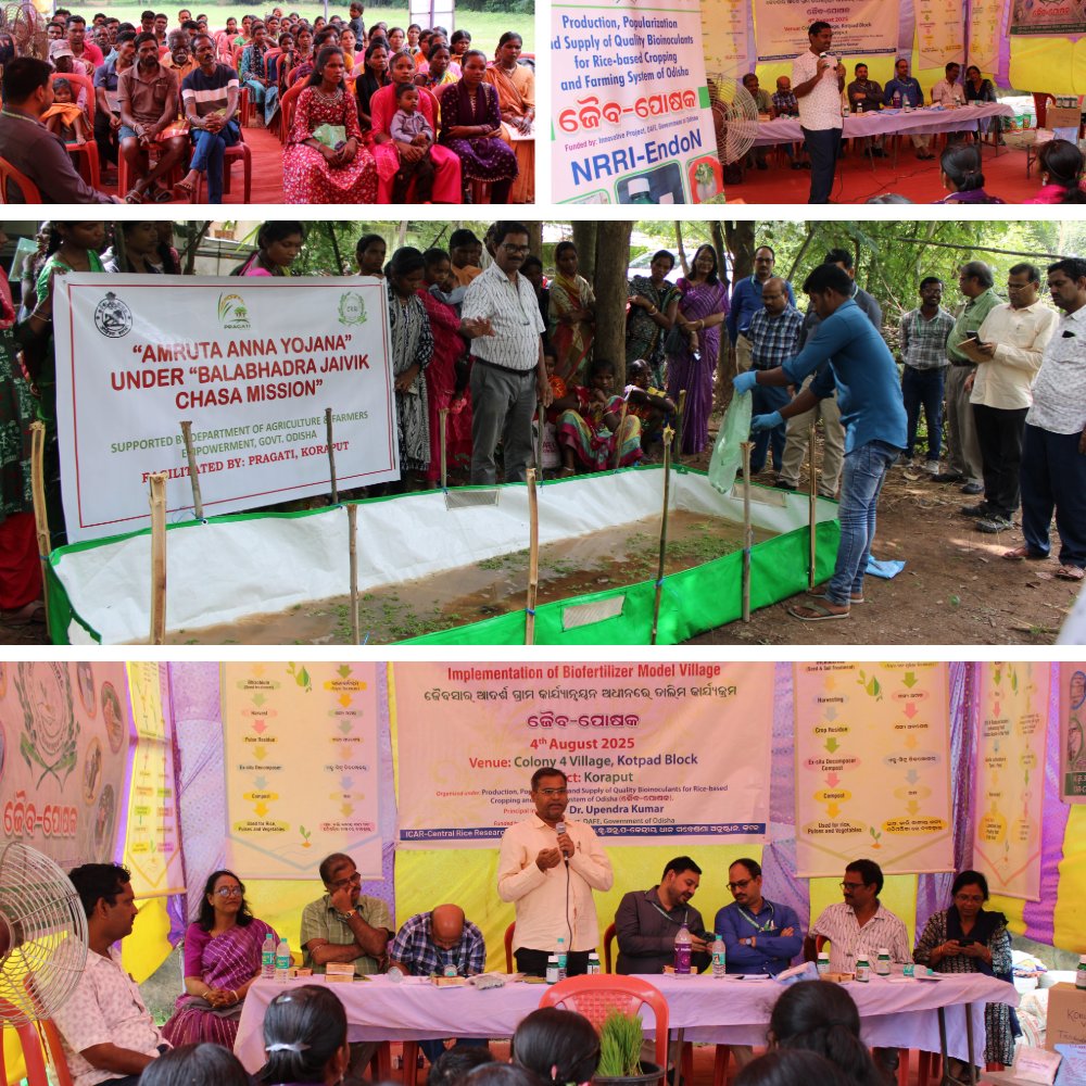 Pragatikoraput's tweet photo. Pragati, with support from @krushibibhag , organised a Field Day at Ekamba (Kotpad) under #AmrutaAnnaYojana & #BalabhadraJavikChasaMission. @RiceIcar (CRRI) & KVK experts trained farmers on Integrated Farming Systems & CRRI Biofertilizer use. #Biofertiliser #Farming #Soil https://t.co/8A9lrRKl6W
